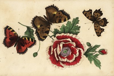 Farfalla grande tartaruga, Nymphalis polychloros, e altre da Unknown